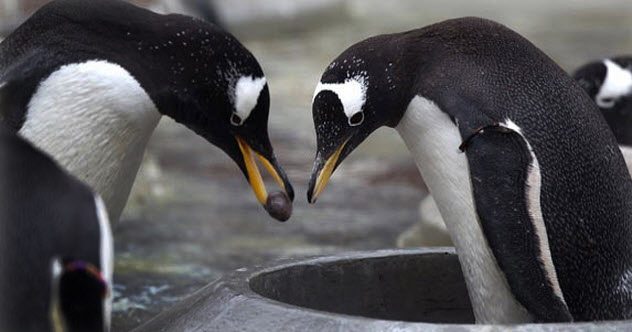 ペンギンに関する 10 の真実の物語