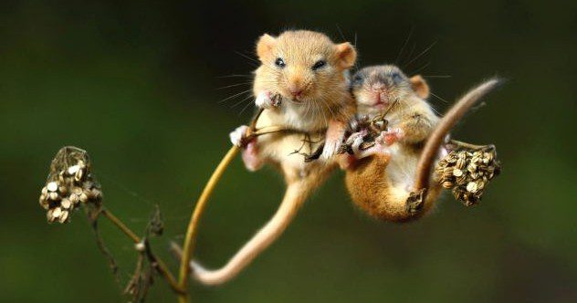 一般的な動物の10の希少で興味深いバージョン