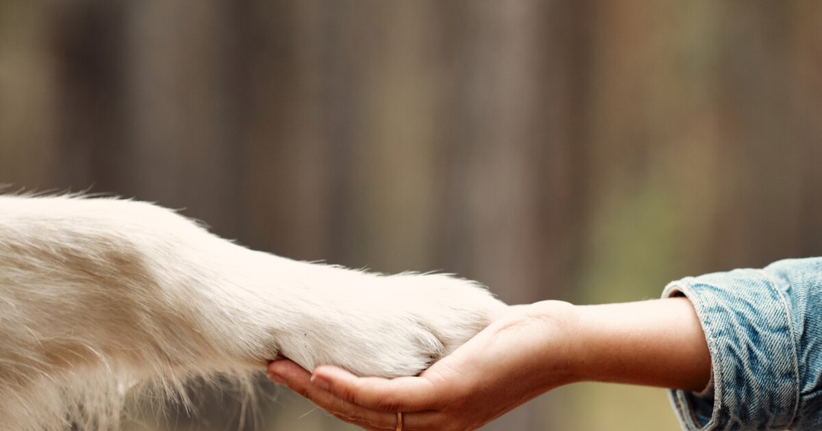 愛情のしるし：あなたの犬はあなたを本当に愛している場合にのみ、次の 5 つのことをします。